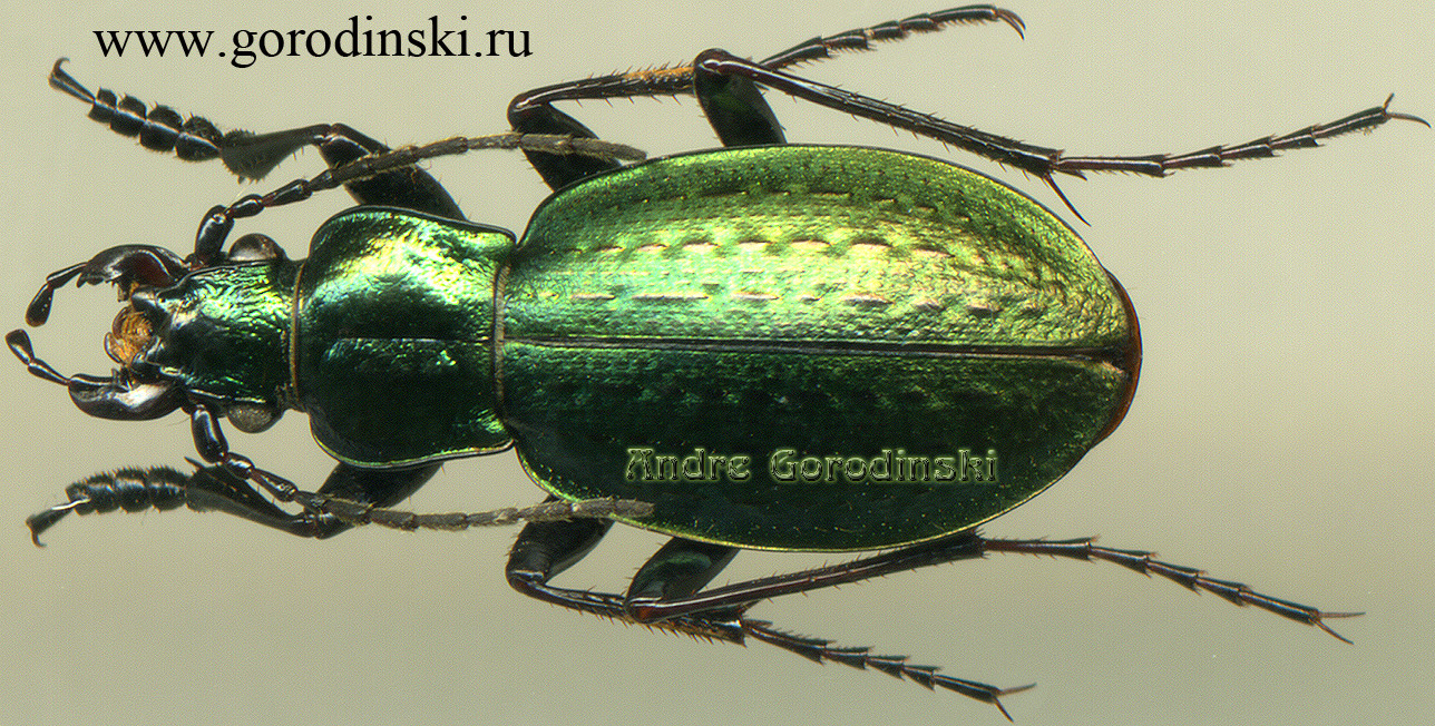 http://www.gorodinski.ru/carabus/Rhigocarabus gracilicollis hylonomus.jpg